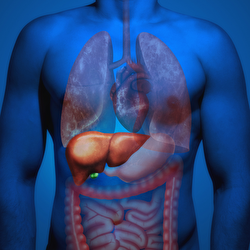 Como Cuidar do Fígado: 7 Dicas Simples para Desintoxicar e Proteger Seu Corpo